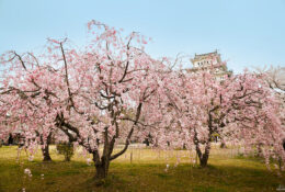 Japan_Sakura_2025 (66/79)